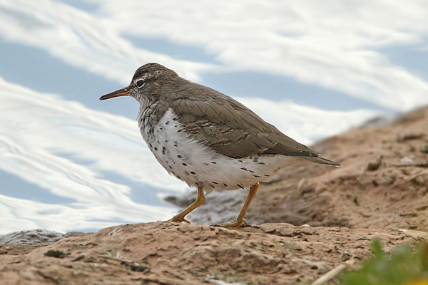Spotted Sandpiper