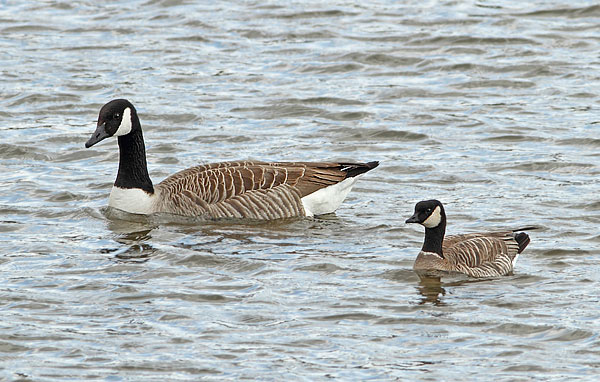 Richardson's Canada Goose