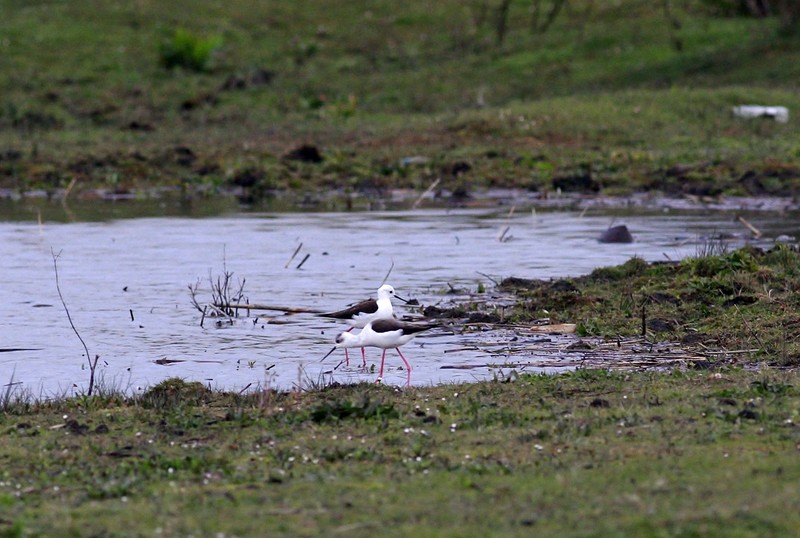 Black-winged Stilt