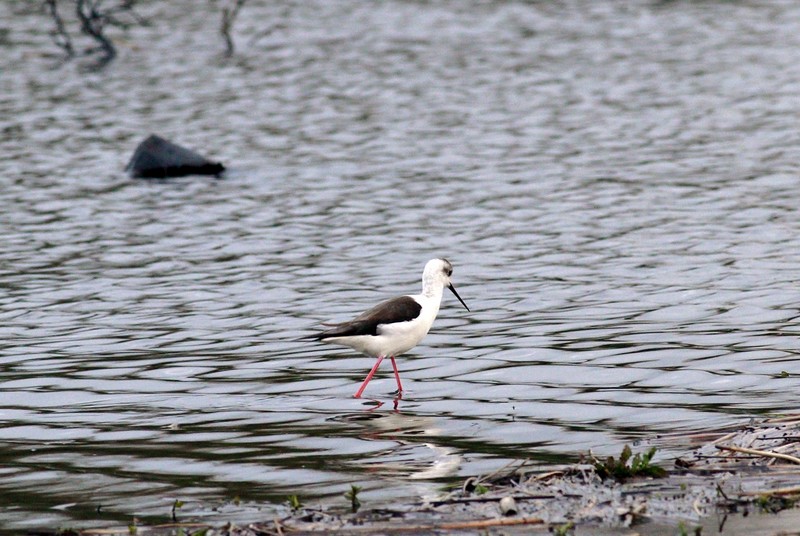 Black-winged Stilt