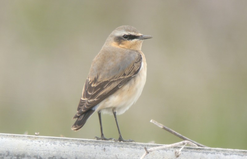 Wheatear