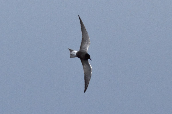 Black Tern