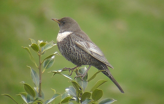 Ring Ouzel