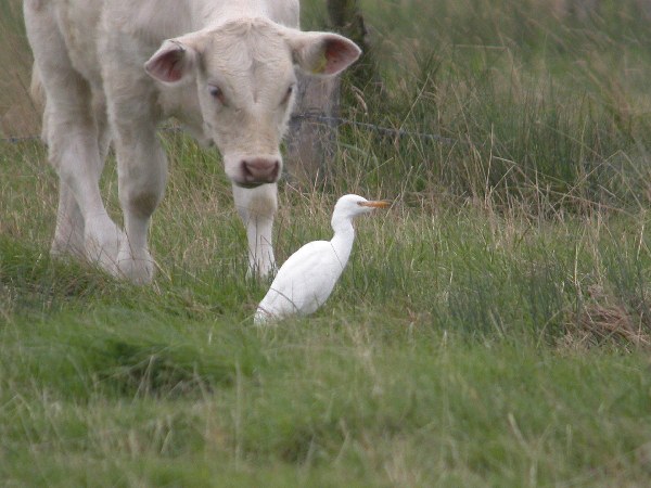 Cattle Egret