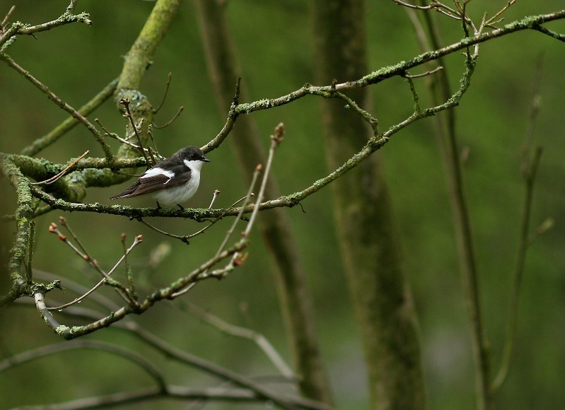 Pied Flycatcher
