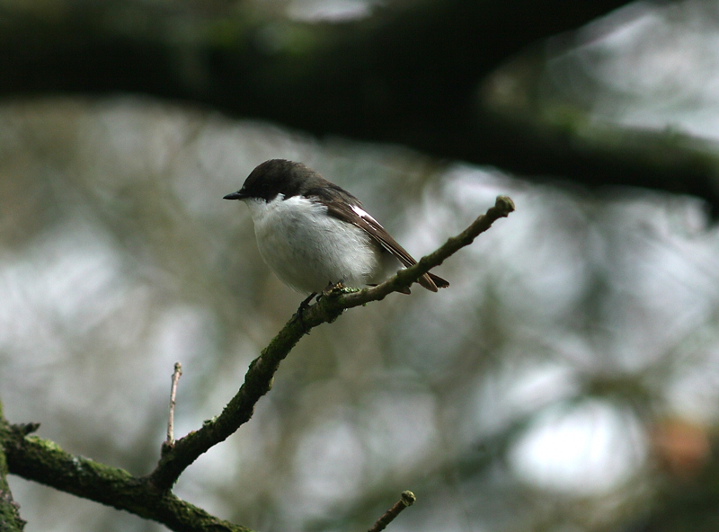 Pied Flycatcher