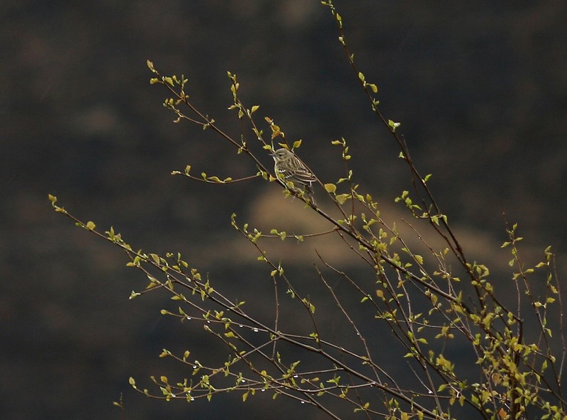 Tree Pipit