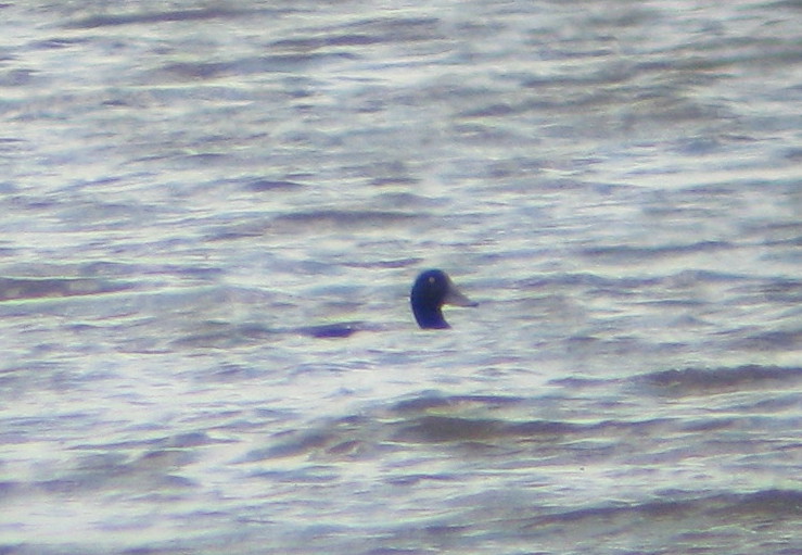 Scaup