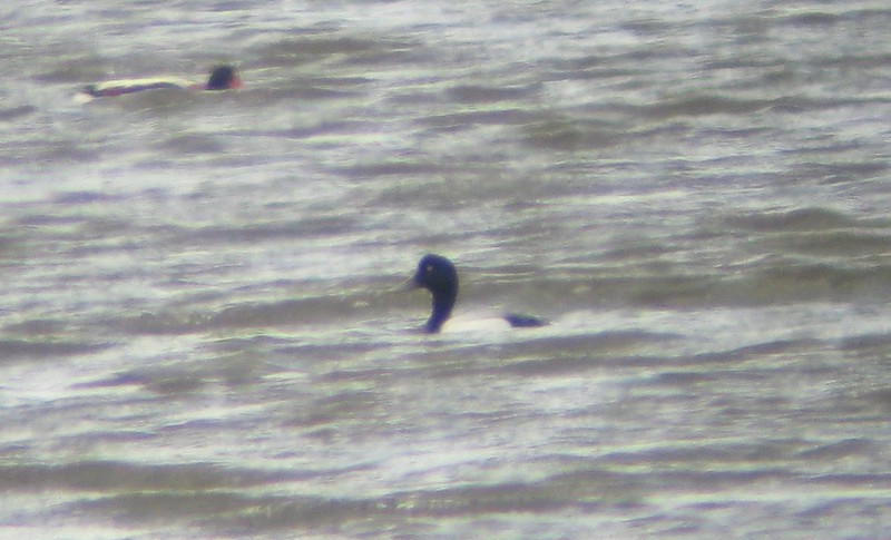 Scaup