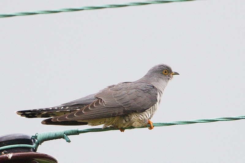 Cuckoo