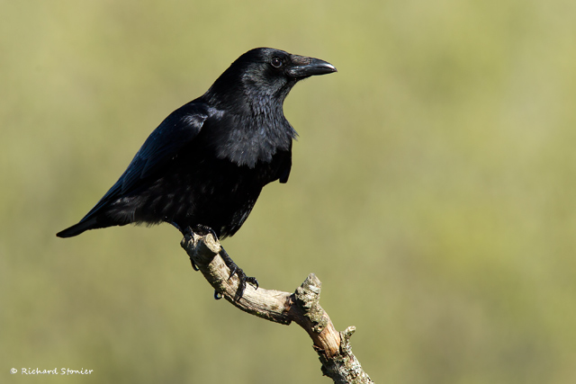 Carrion Crow