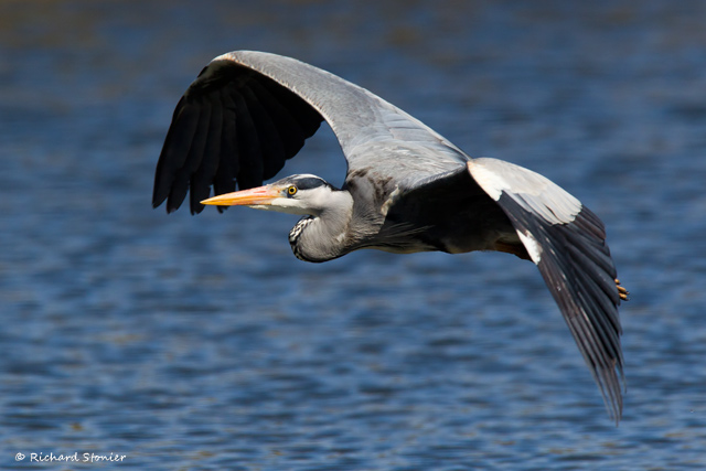 Grey Heron
