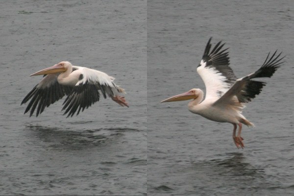 White Pelican