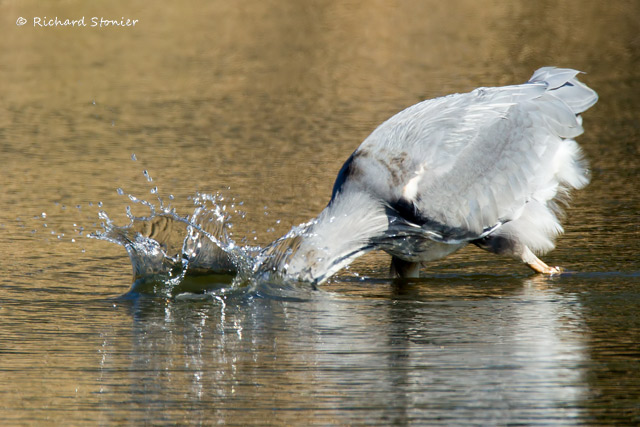 Grey Heron