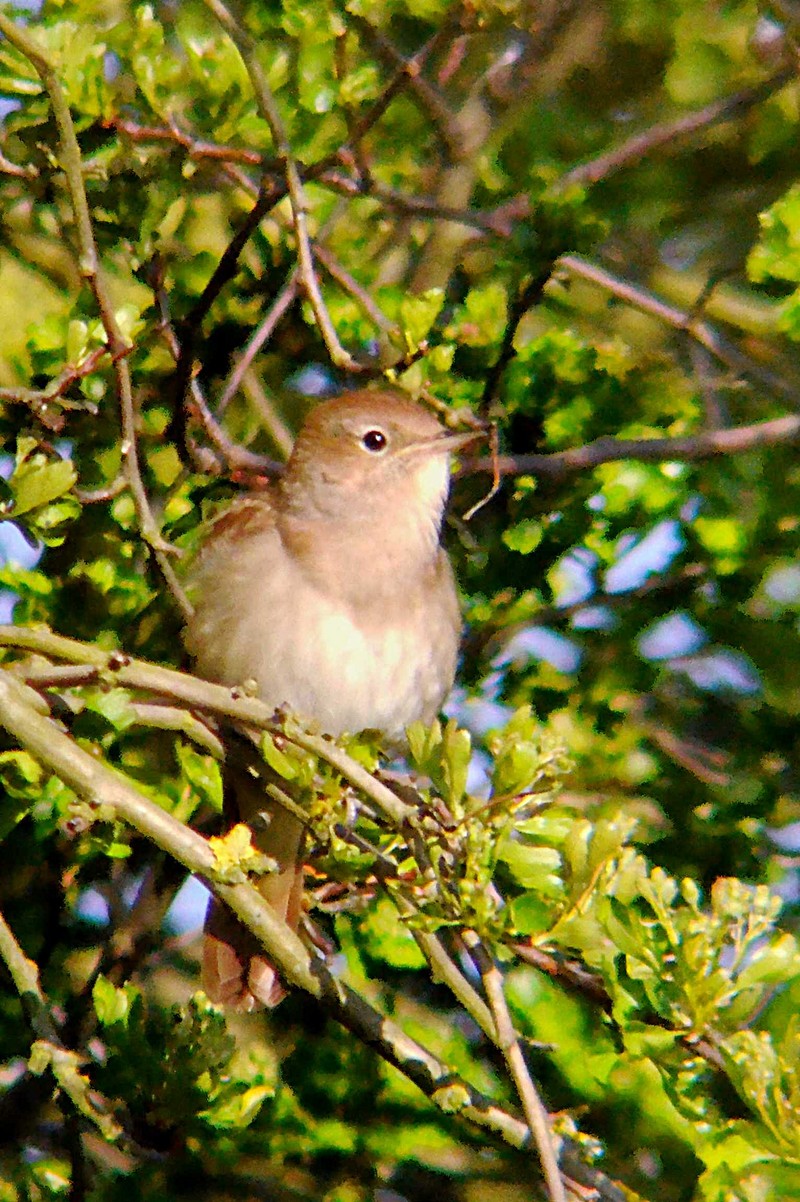 Nightingale