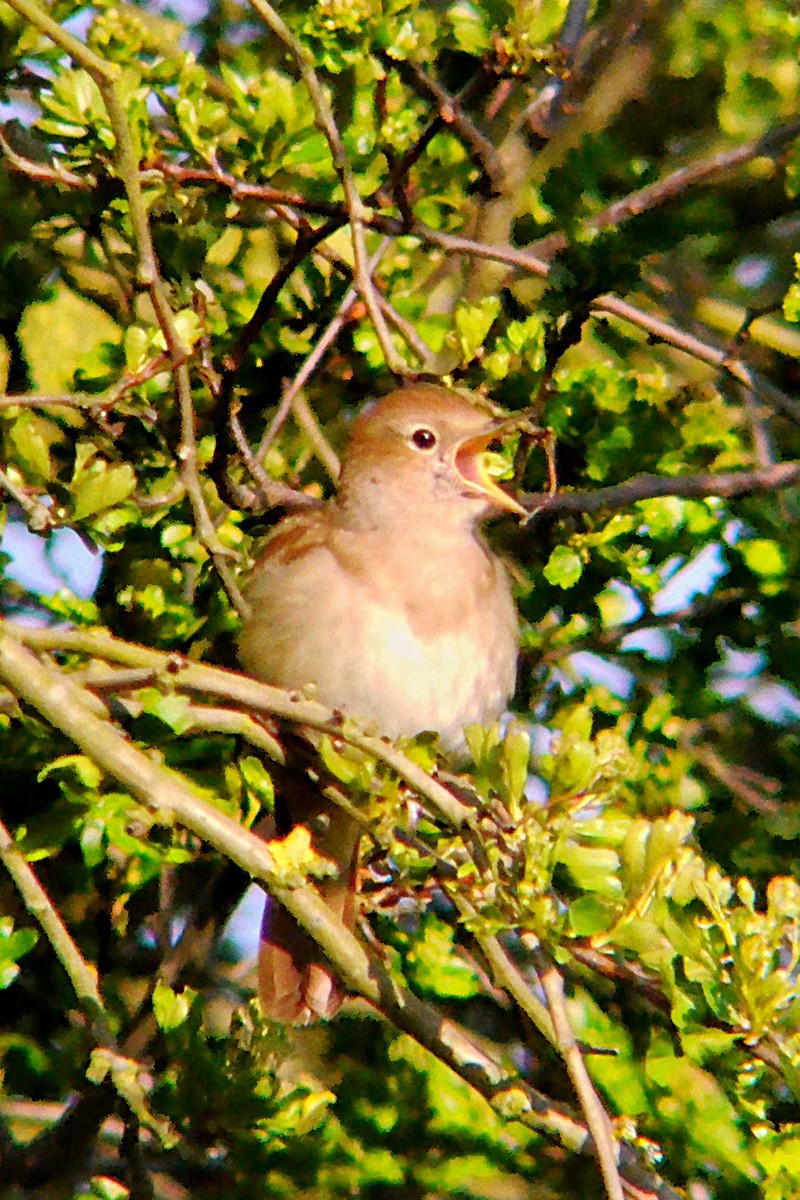 Nightingale