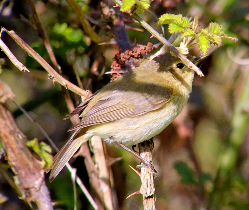Chiffchaff