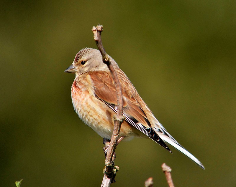 Linnet