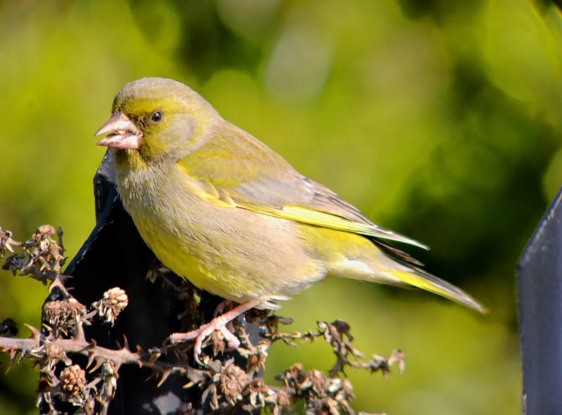Greenfinch