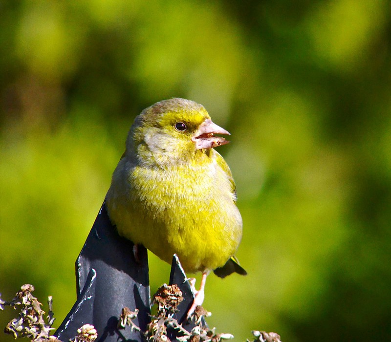 Greenfinch