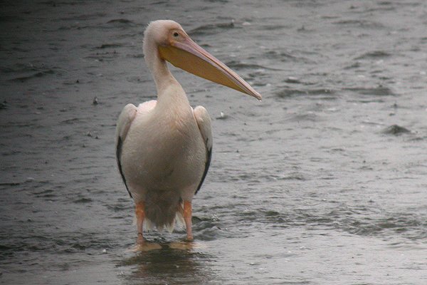 White Pelican