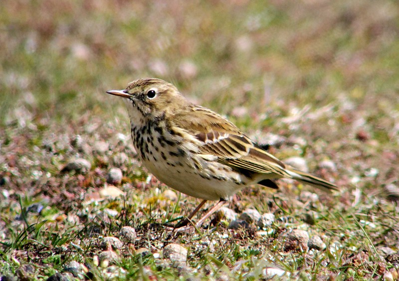 Meadow Pipit