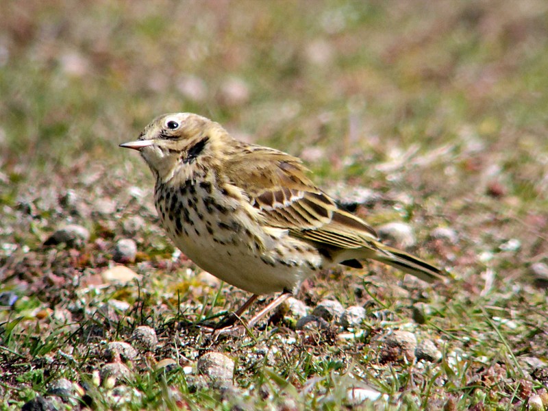 Meadow Pipit