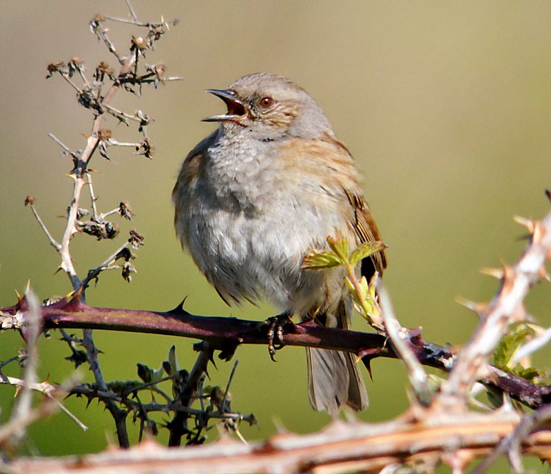 Dunnock