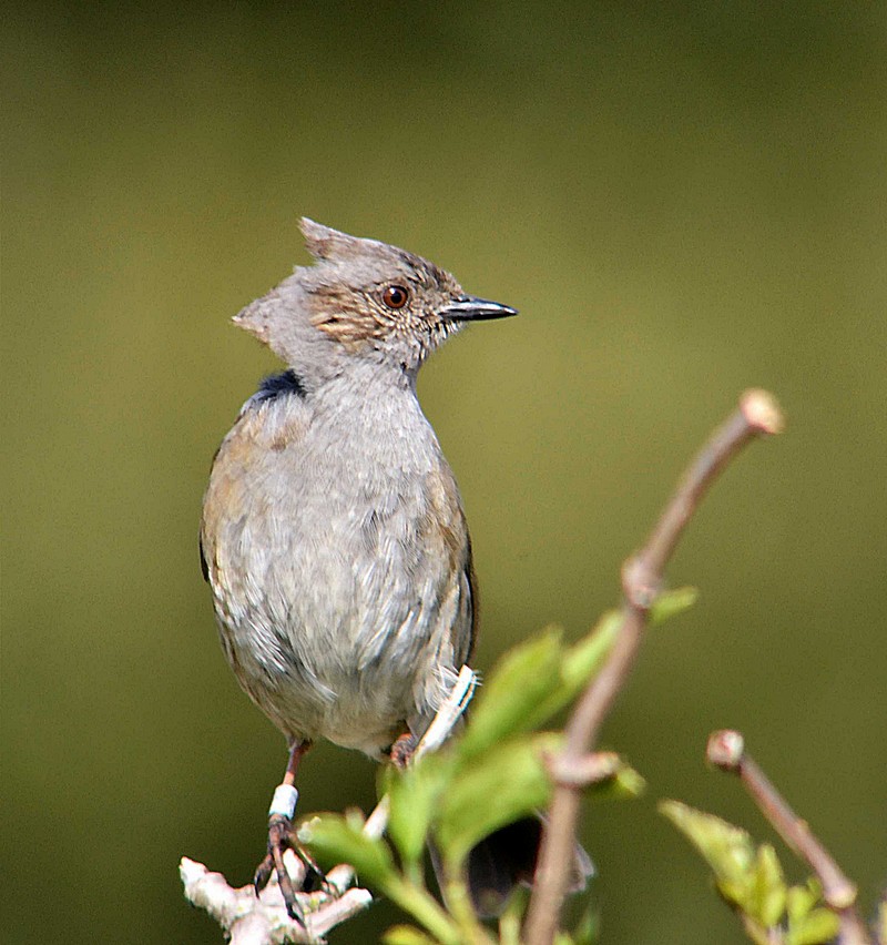 Dunnock