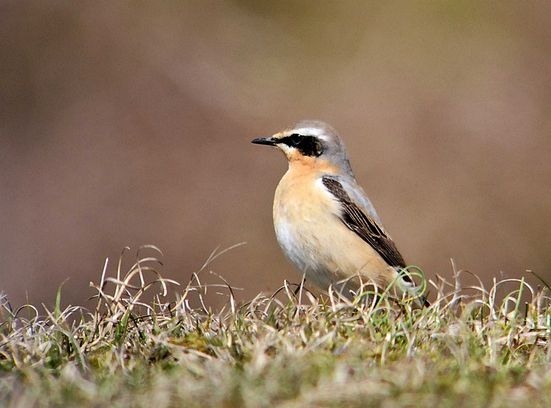 Wheatear