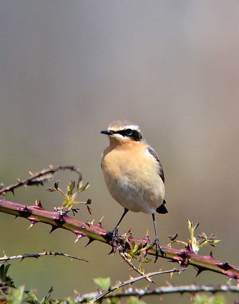 Wheatear