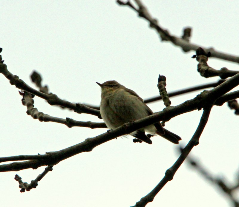 Iberian Chiffchaff