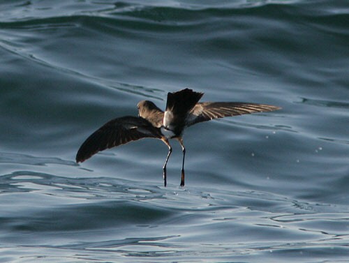 Wilson's Petrel