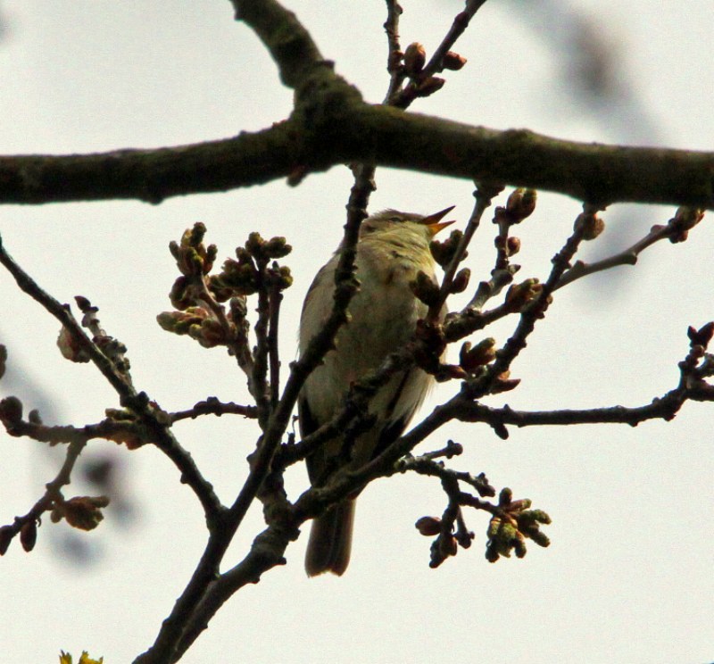 Iberian Chiffchaff