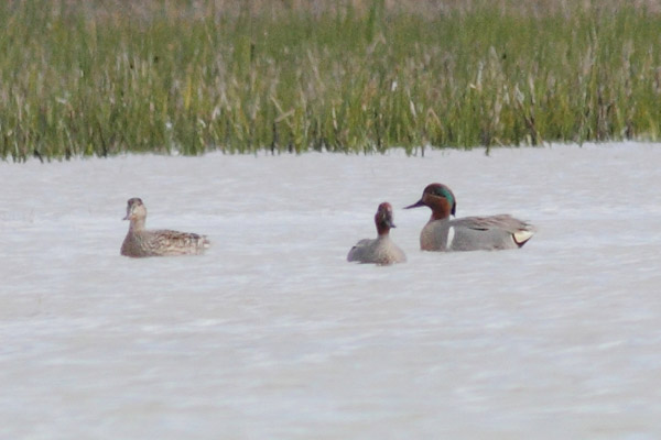 Green-winged Teal