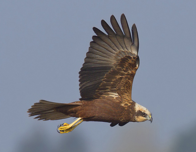 Marsh Harrier