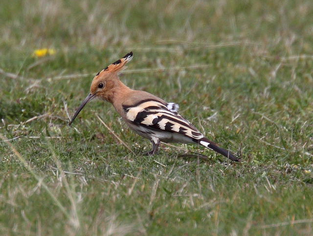 Hoopoe