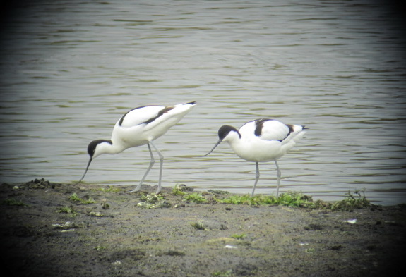 Avocet