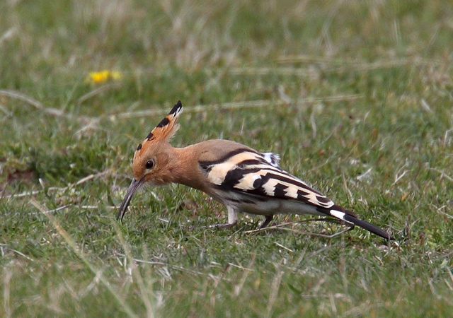 Hoopoe