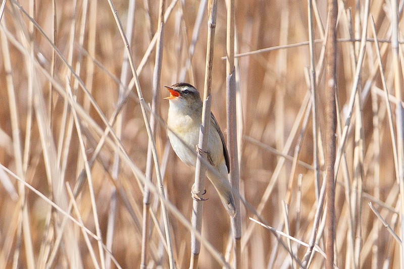 Sedge Warbler