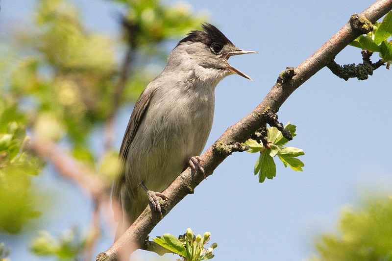 Blackcap