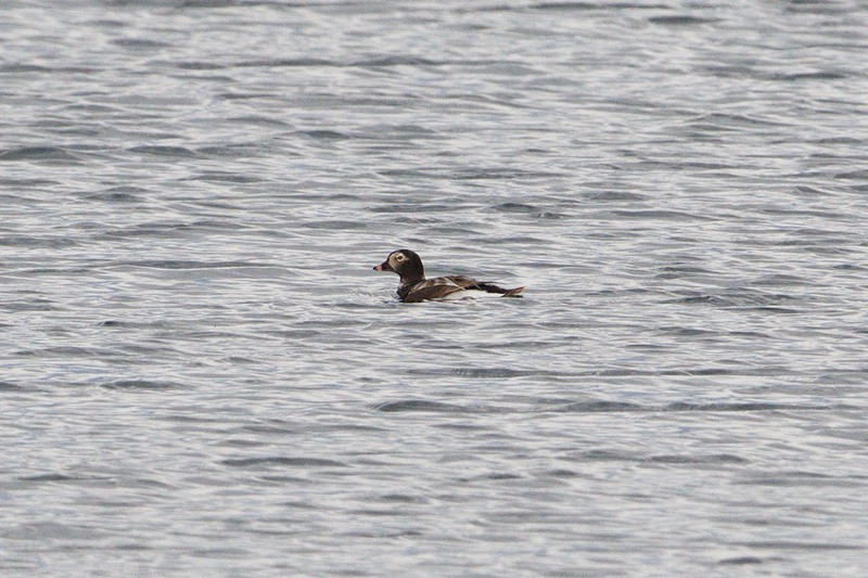 Long-tailed Duck