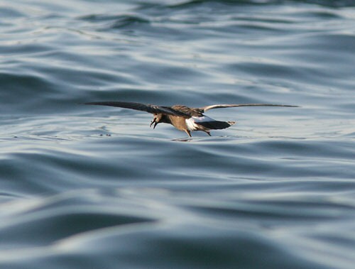 Wilson's Petrel