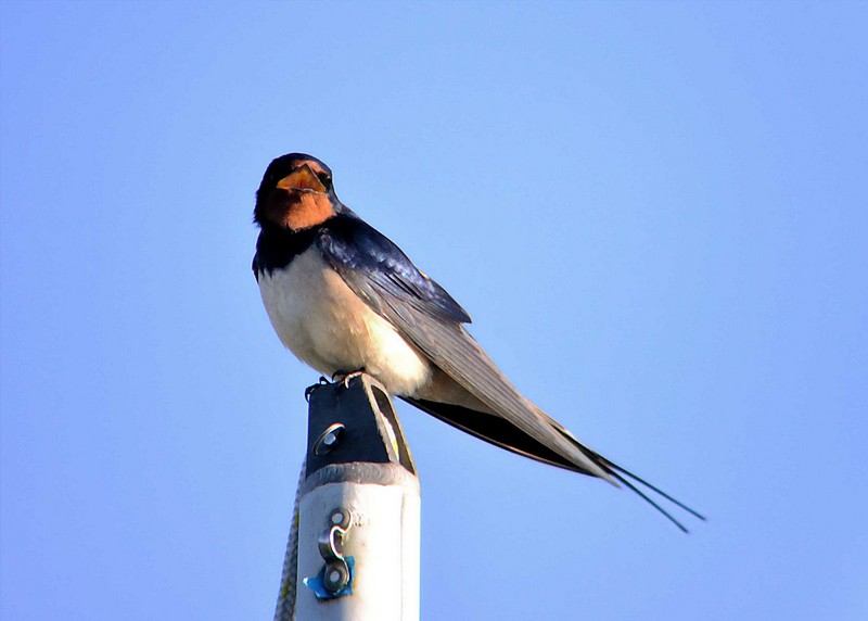 Swallow