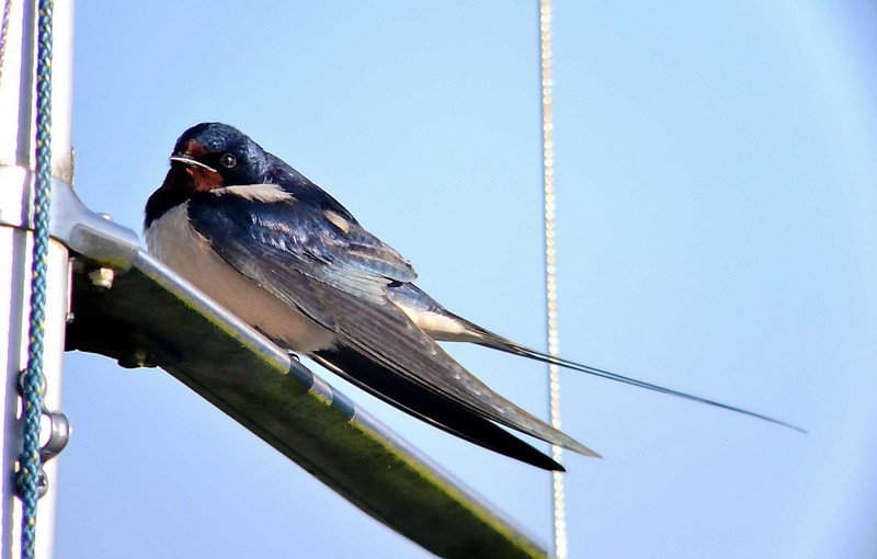 Swallow