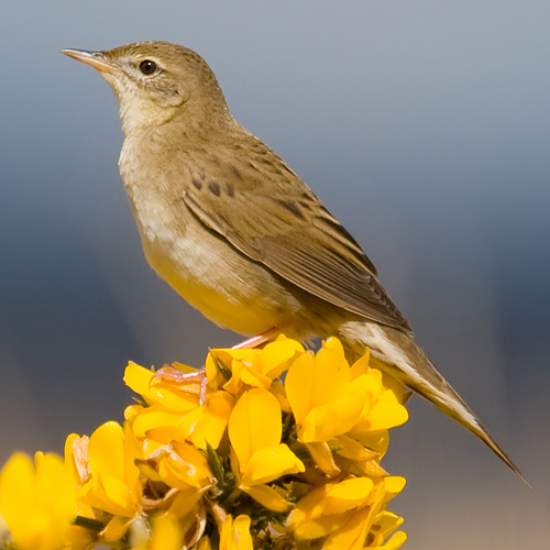 Grasshopper Warbler