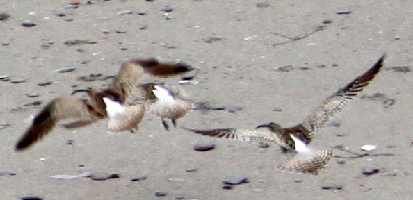Whimbrel