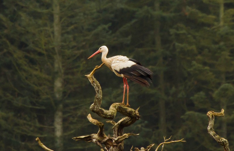 White Stork