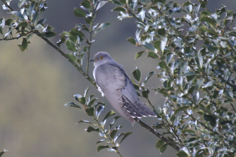 Cuckoo