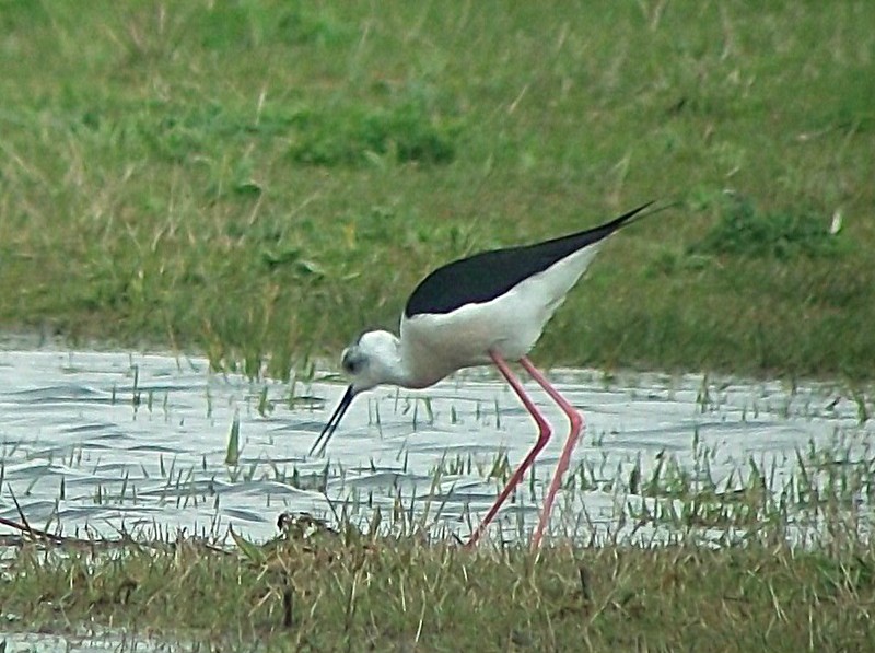 Black-winged Stilt